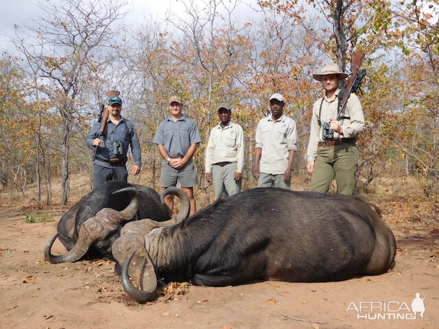 Cape Buffalo Hunt