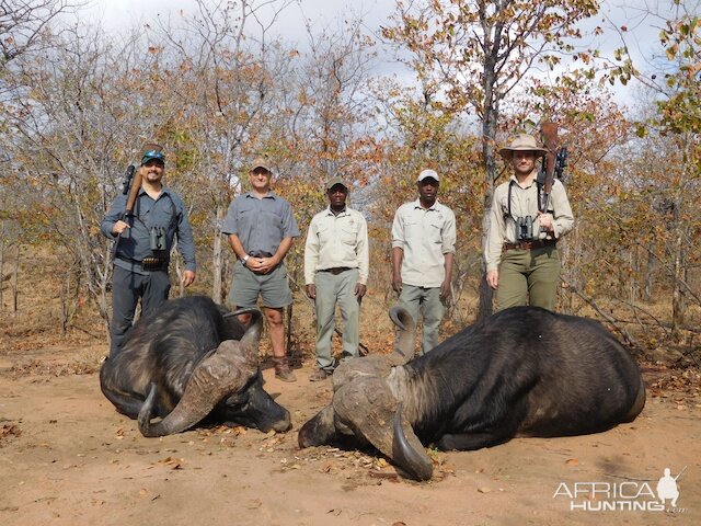 Cape Buffalo Hunt