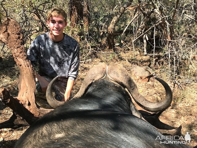 Cape Buffalo Hunt