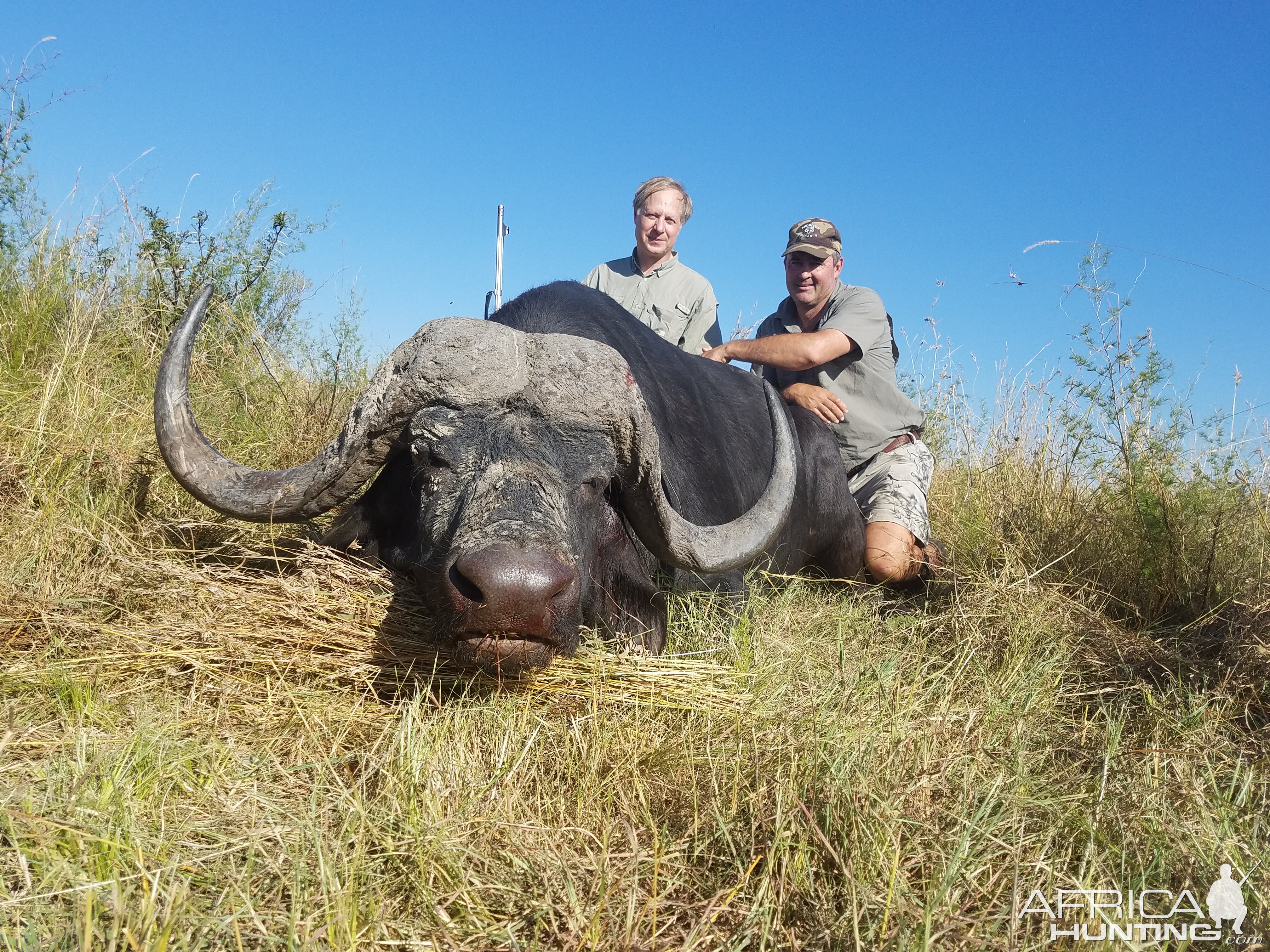 Cape Buffalo Hunt