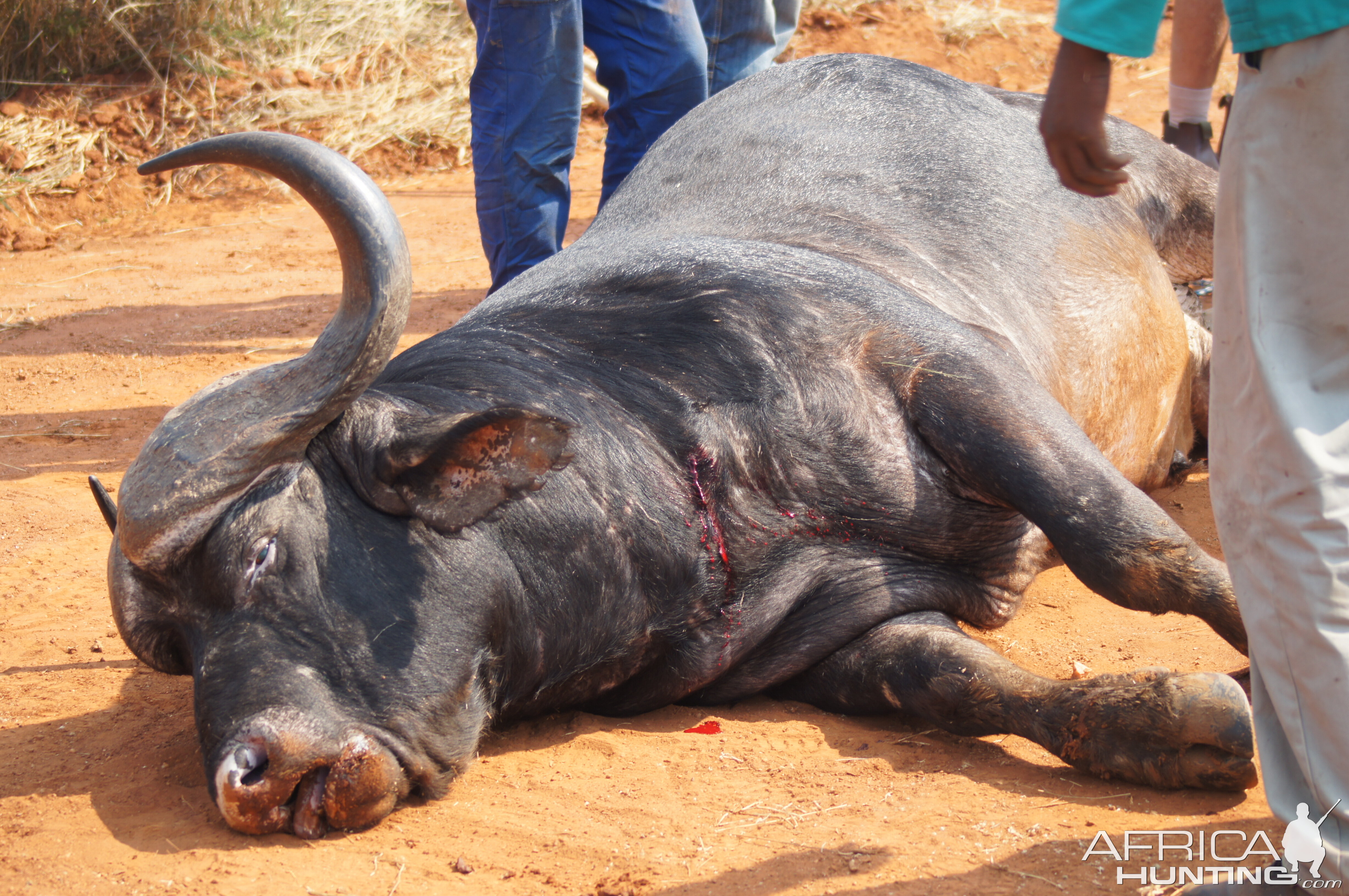 Cape Buffalo Hunt