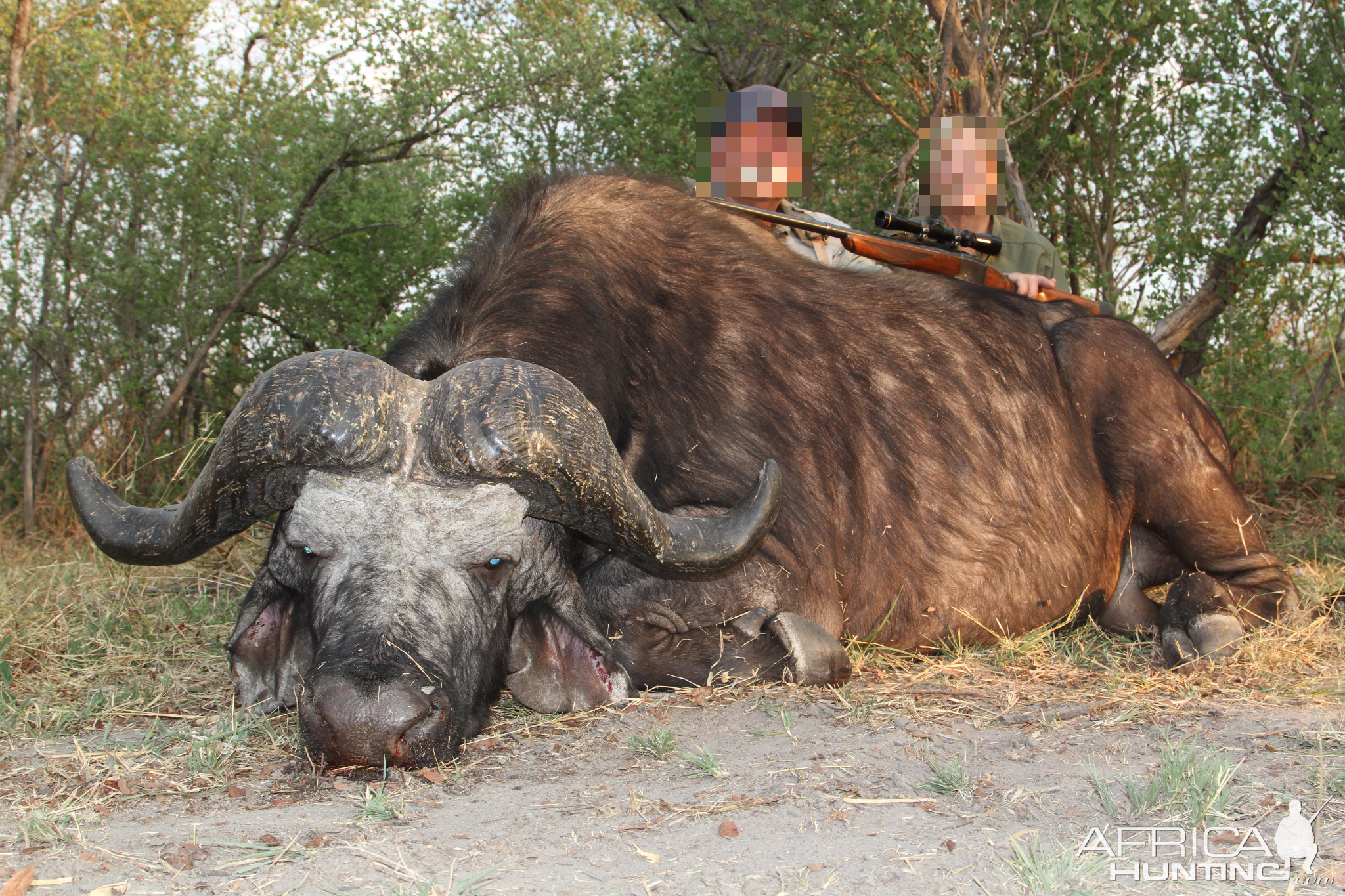 Cape Buffalo Hunt