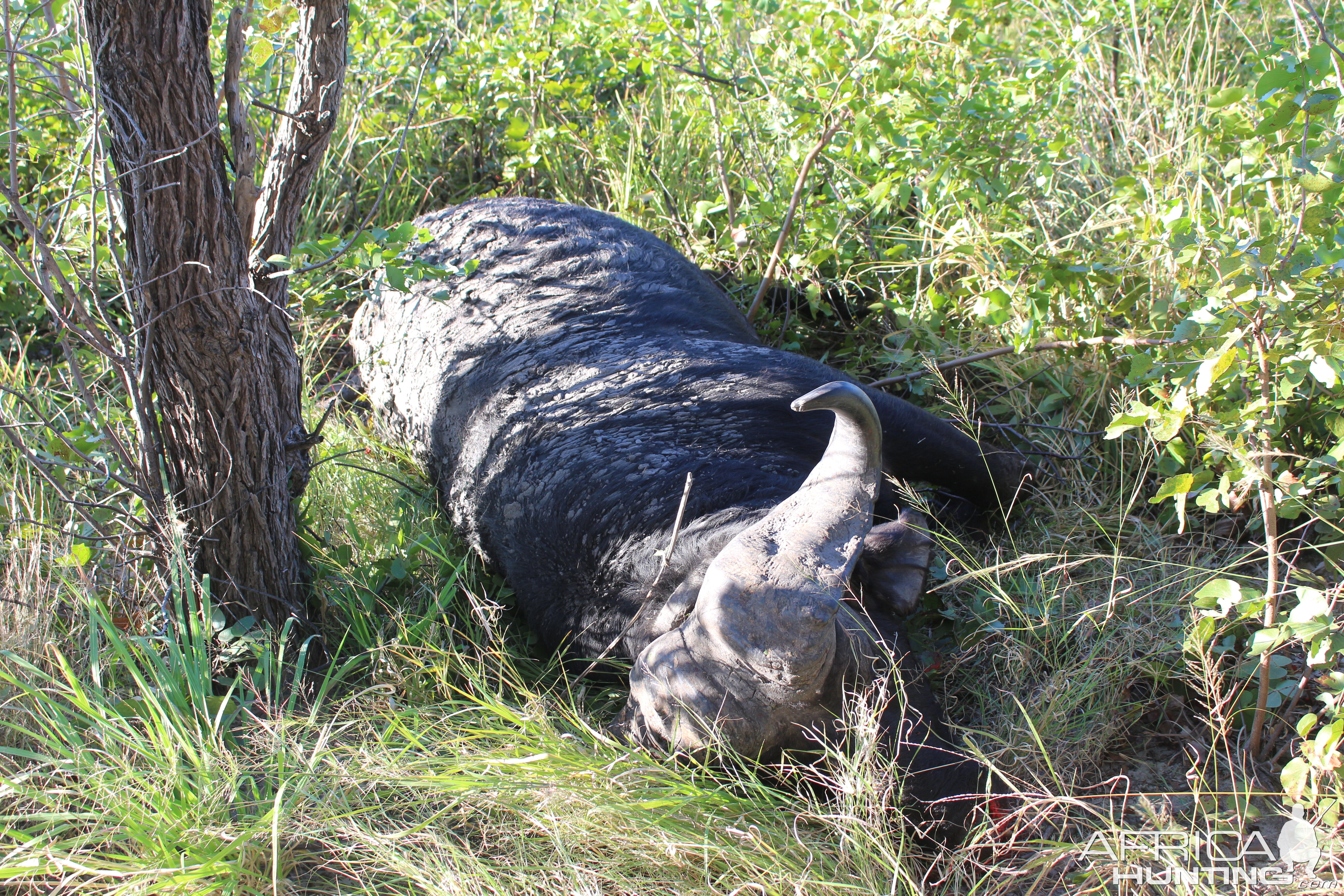 Cape Buffalo Hunt