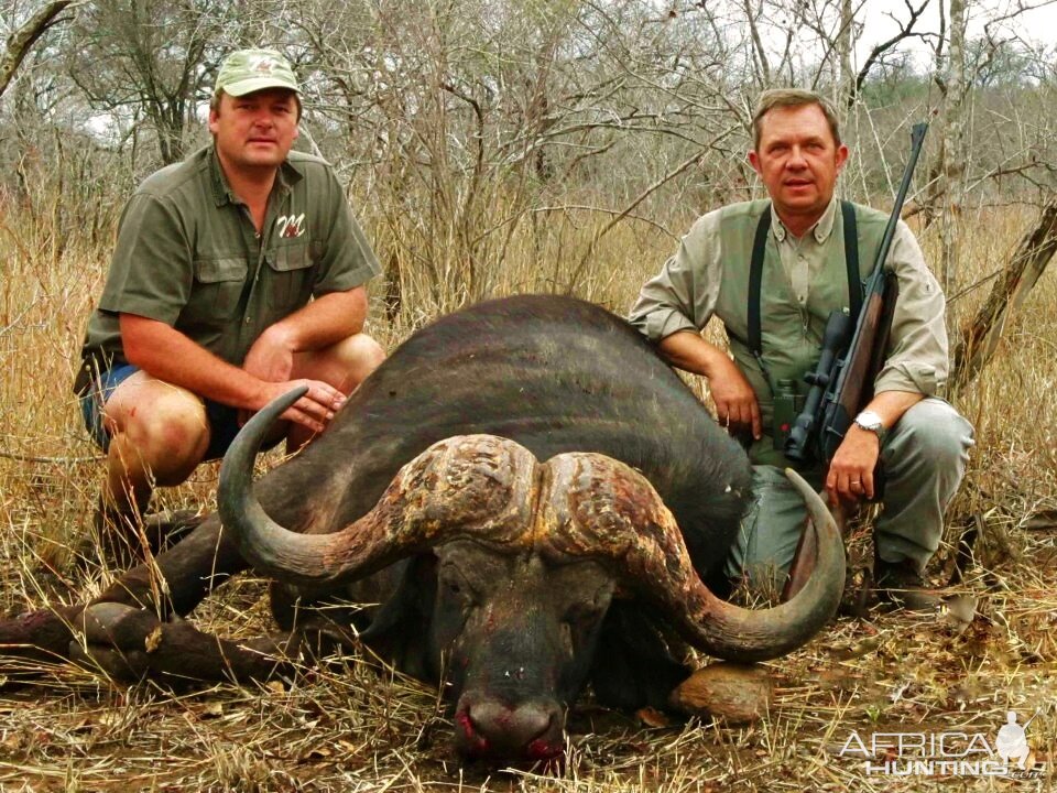 Cape Buffalo Hunt