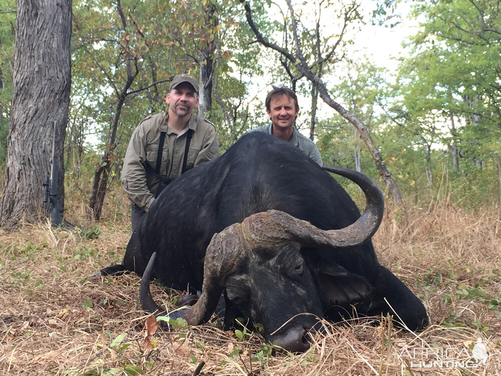 Cape Buffalo Hunt