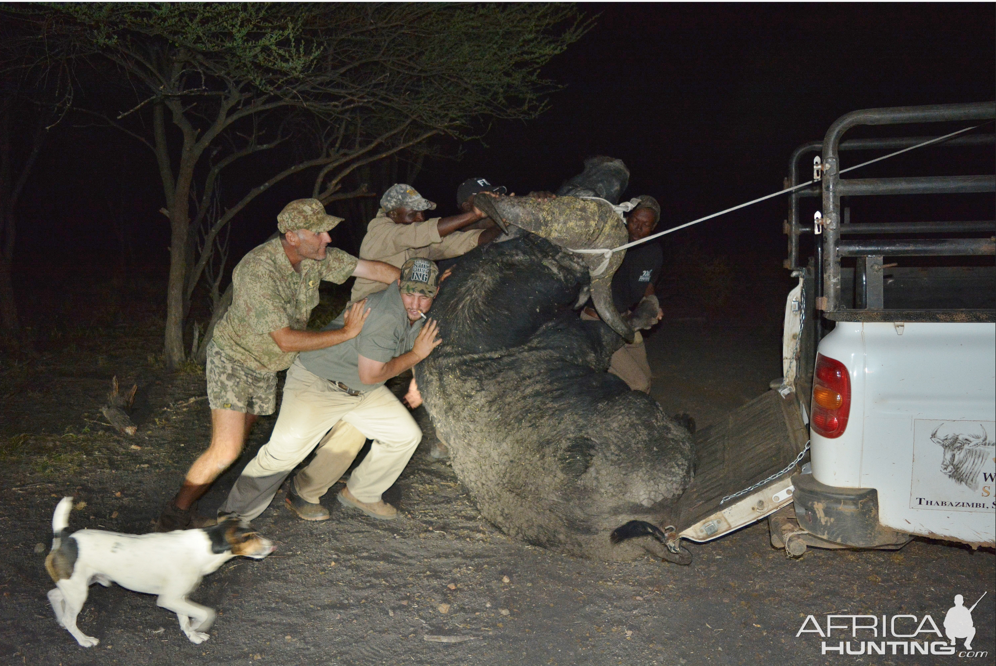 Cape Buffalo Hunt