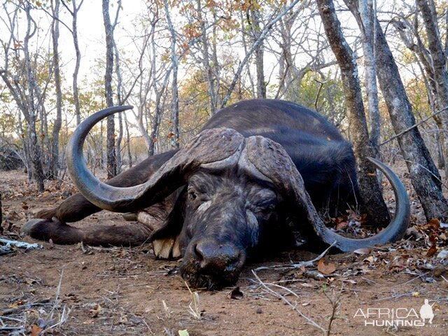 Cape Buffalo Hunt