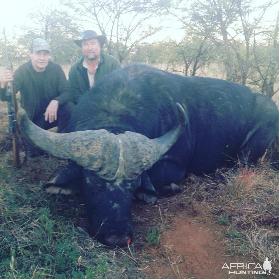 Cape Buffalo Hunt