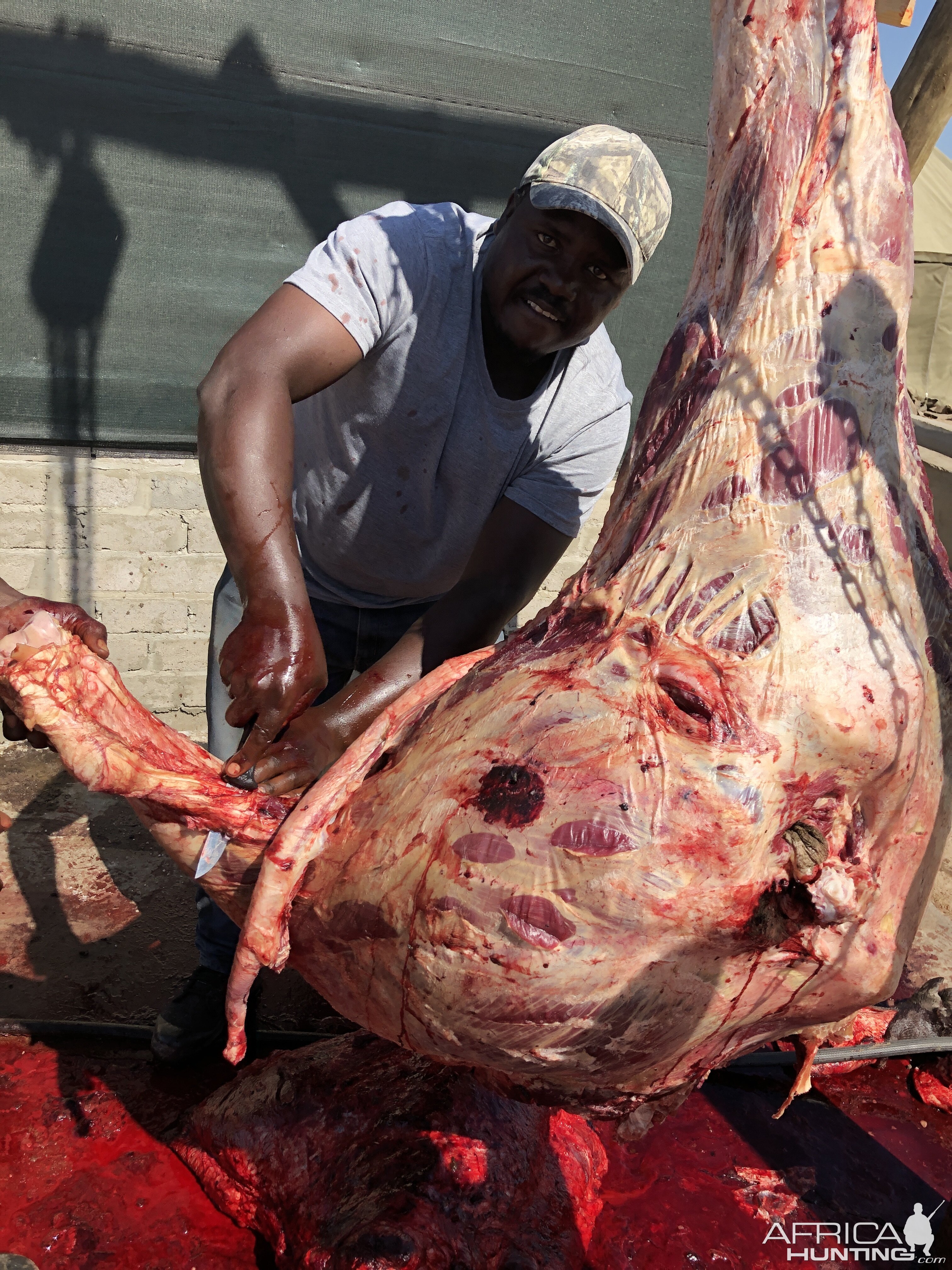 Cape Buffalo Hunt