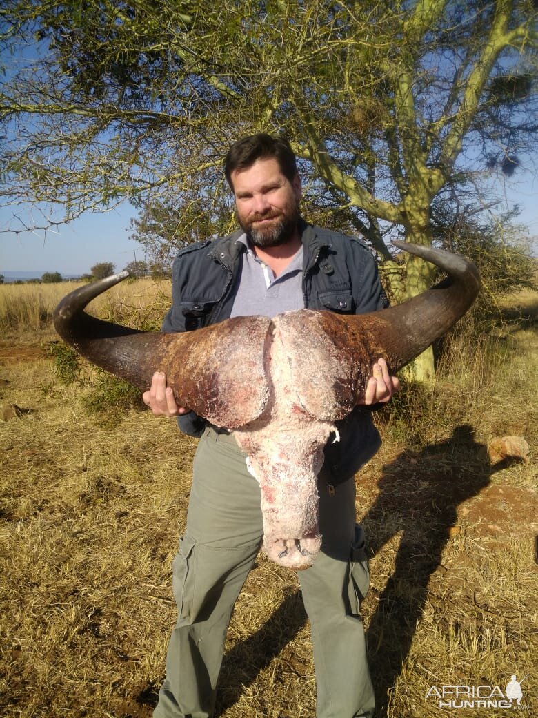 Cape Buffalo Hunt