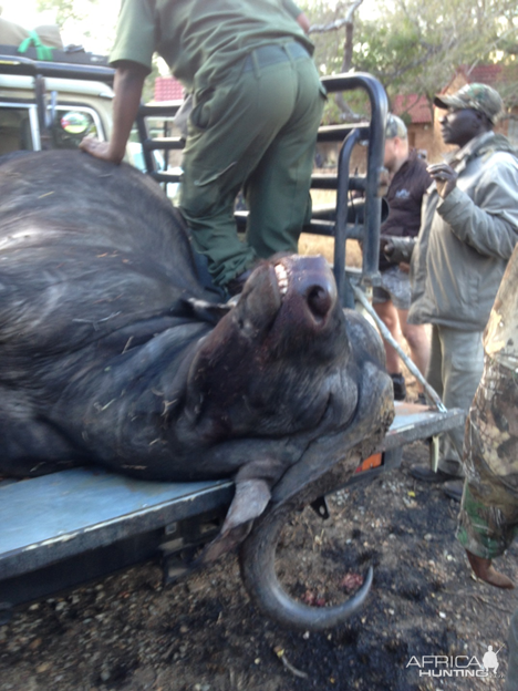 Cape Buffalo Hunting in South Africa