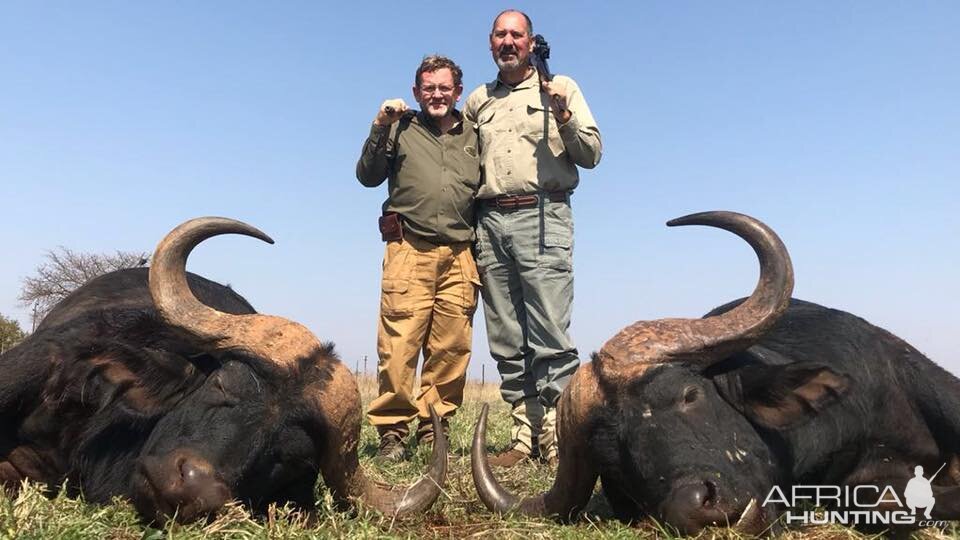 Cape Buffalo Hunting in South Africa