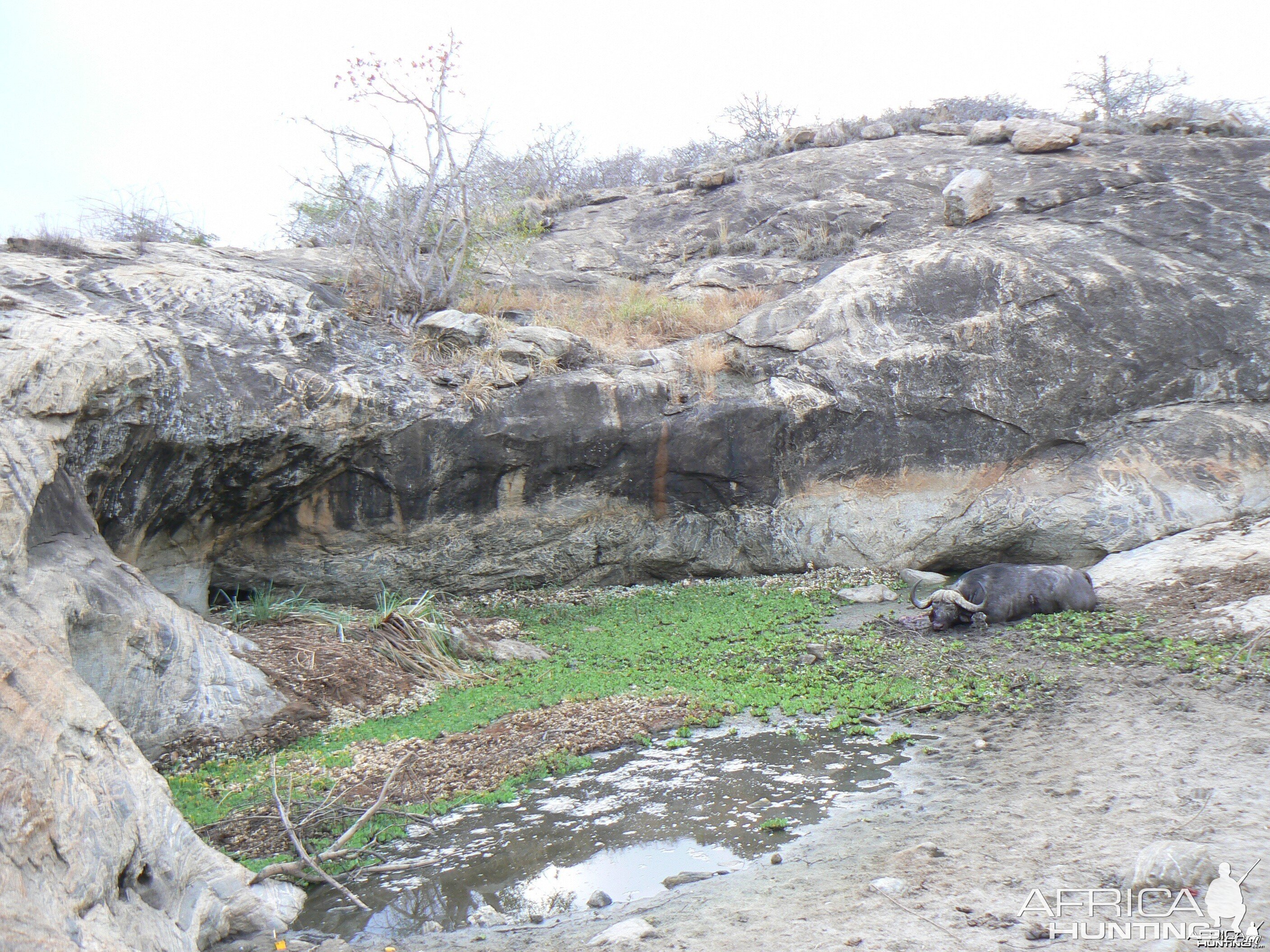 Cape Buffalo hunting in Tanzania