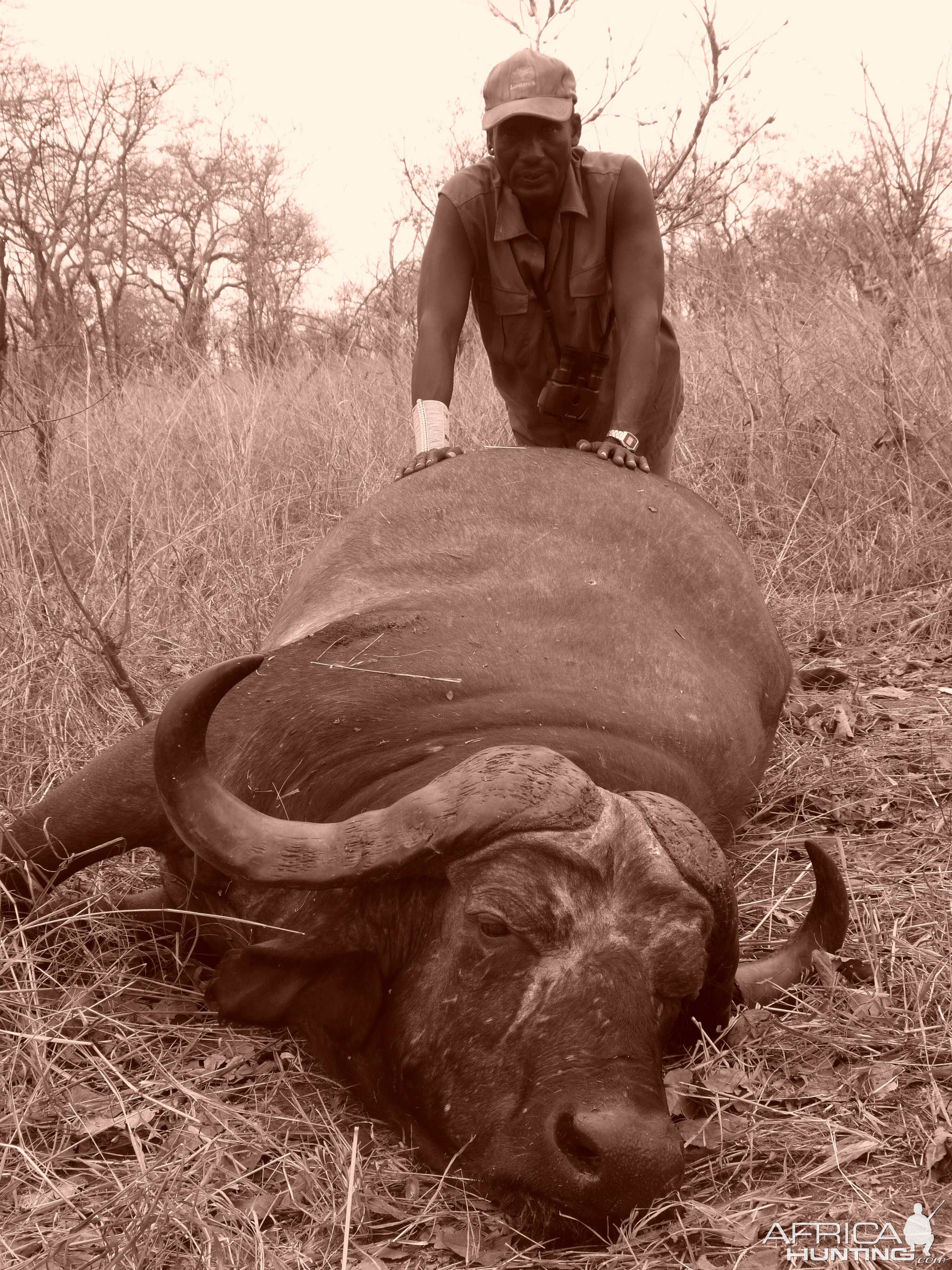 Cape Buffalo hunting in Tanzania