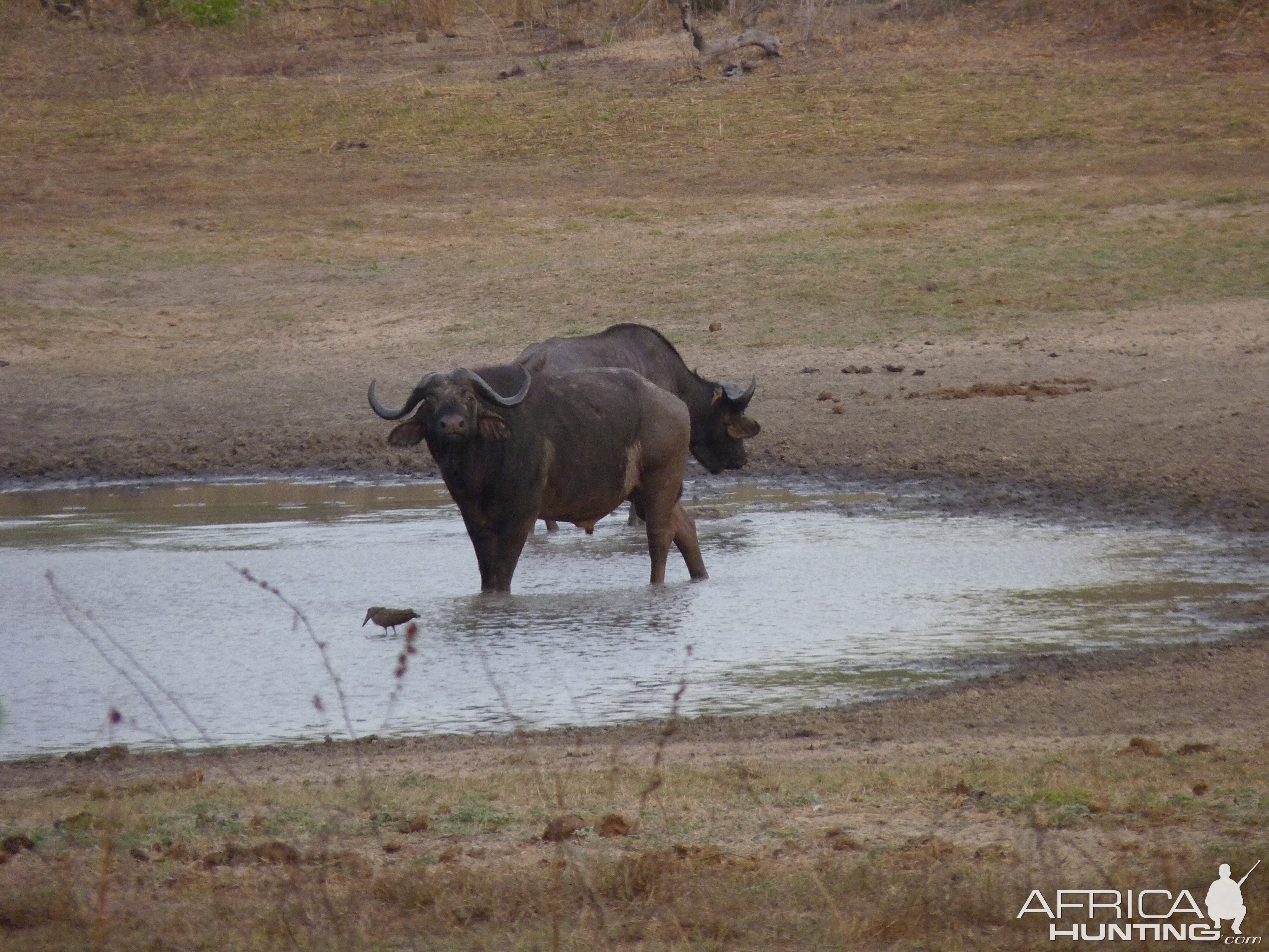 Cape Buffalo hunting in Tanzania