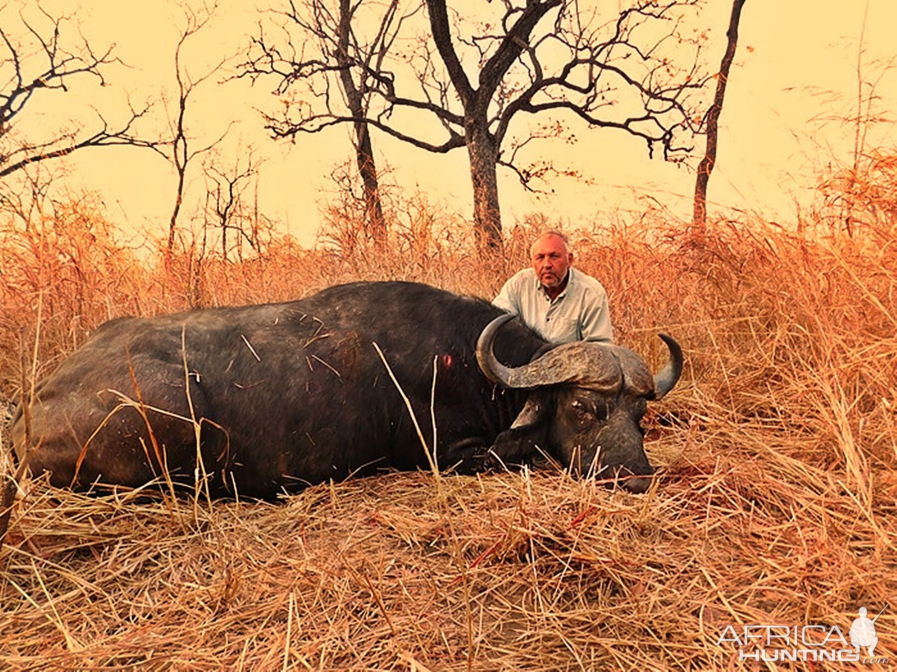 Cape Buffalo Hunting in Zambia