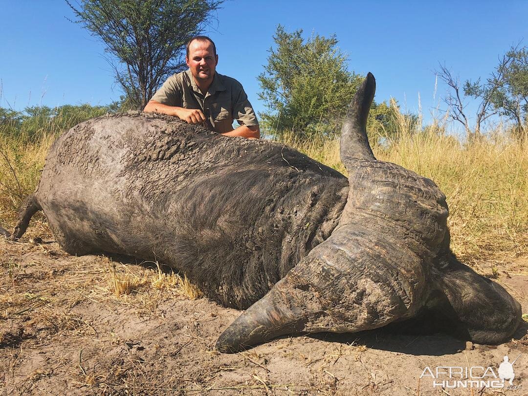 Cape Buffalo Hunting Namibia