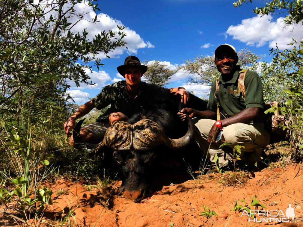 Cape Buffalo Hunting Namibia