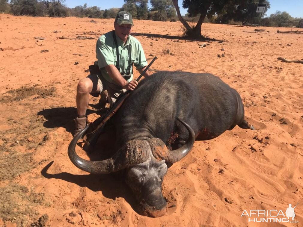 Cape Buffalo Hunting Namibia