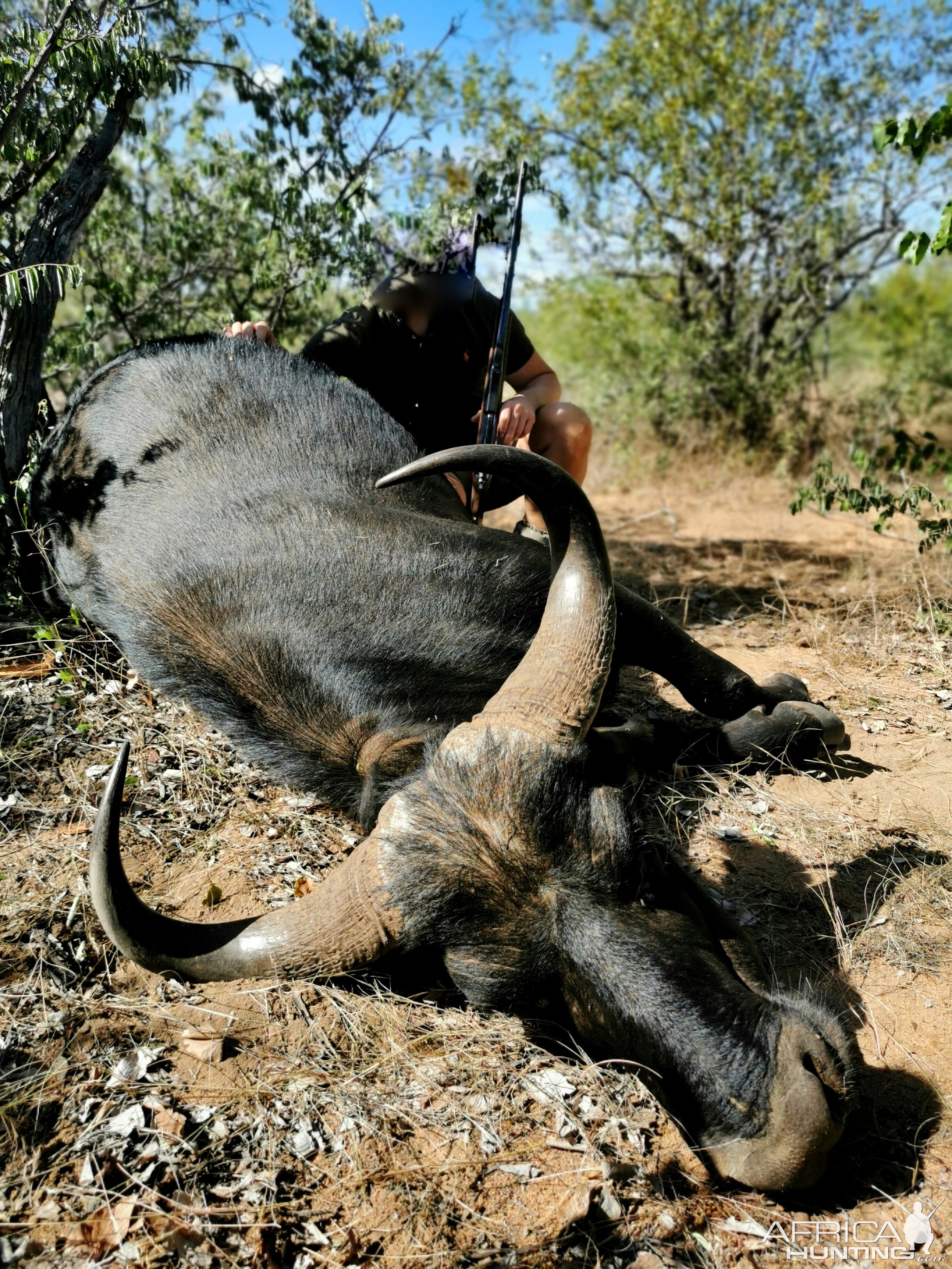 Cape Buffalo Hunting South Africa