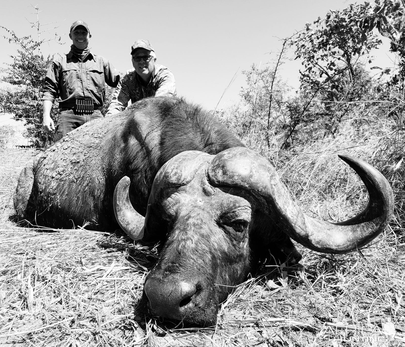 Cape Buffalo Hunting Tanzania