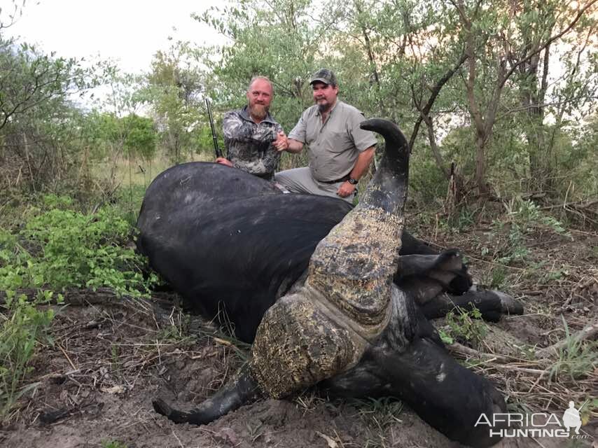 Cape Buffalo Hunting Zimbabwe