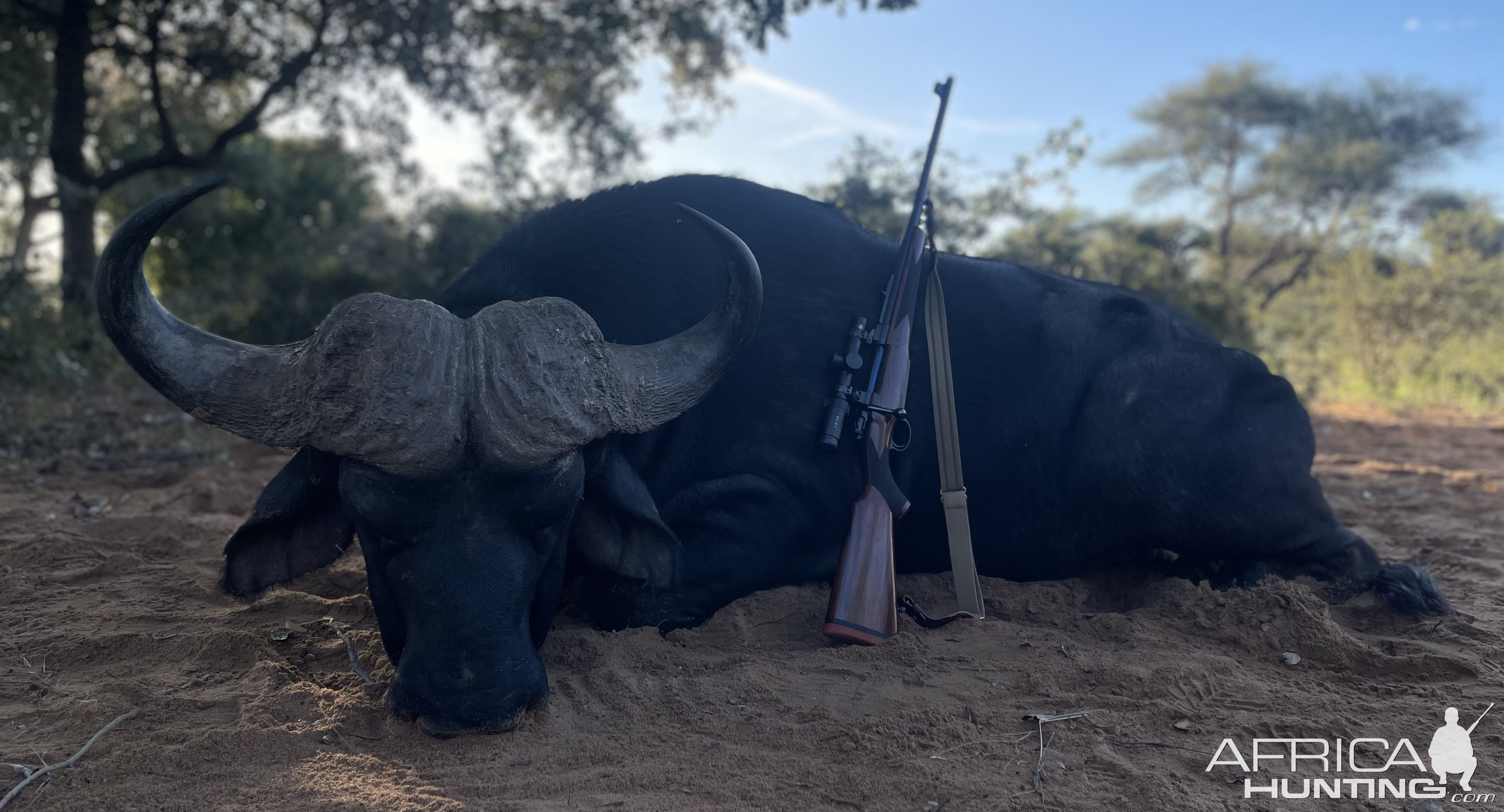 Cape Buffalo Hunting