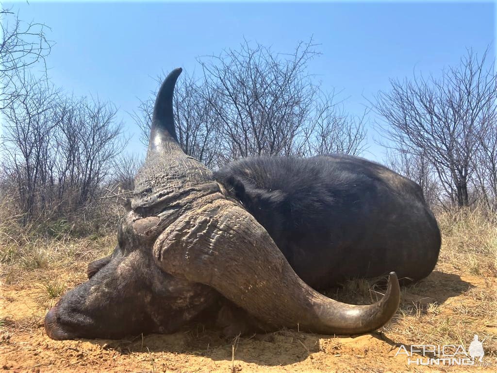 Cape Buffalo Hunting