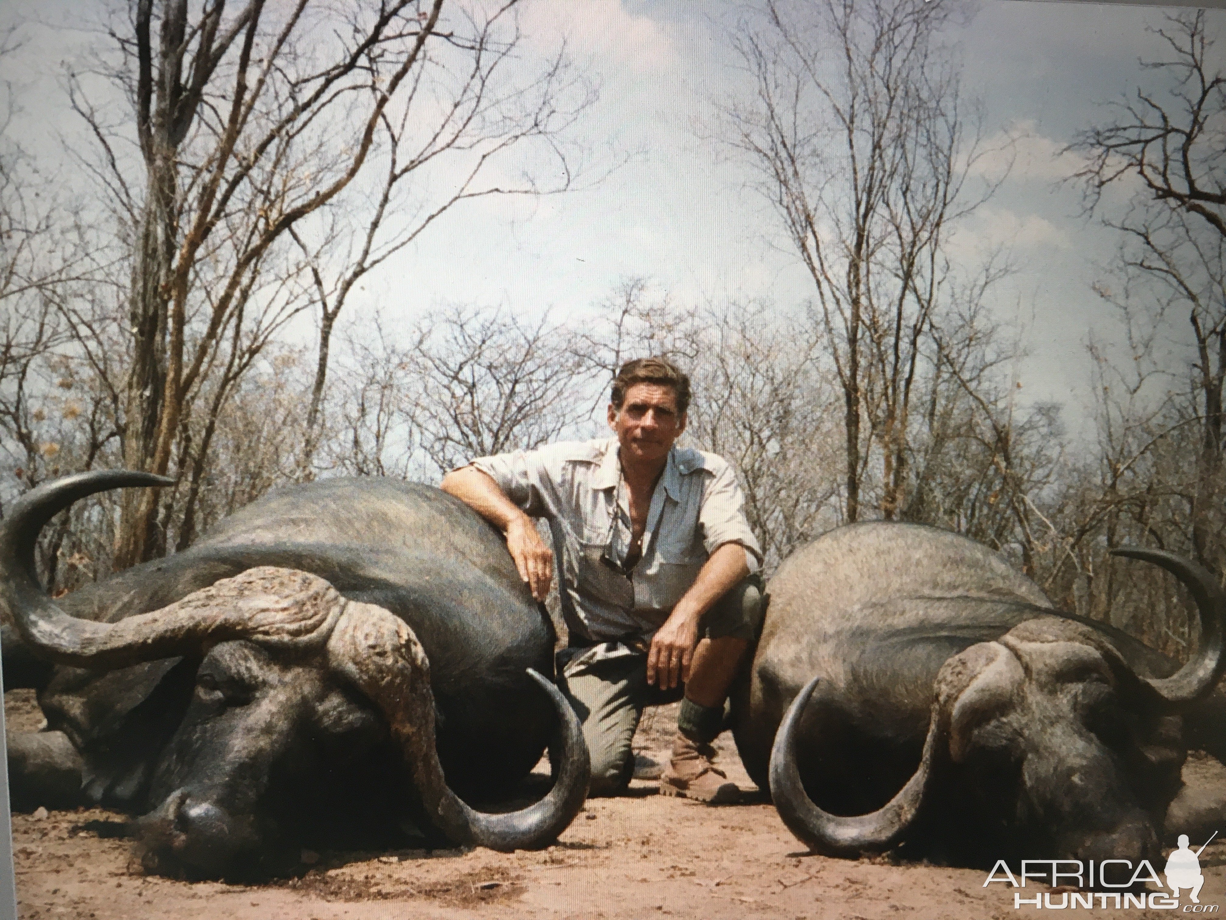 Cape Buffalo Hunting