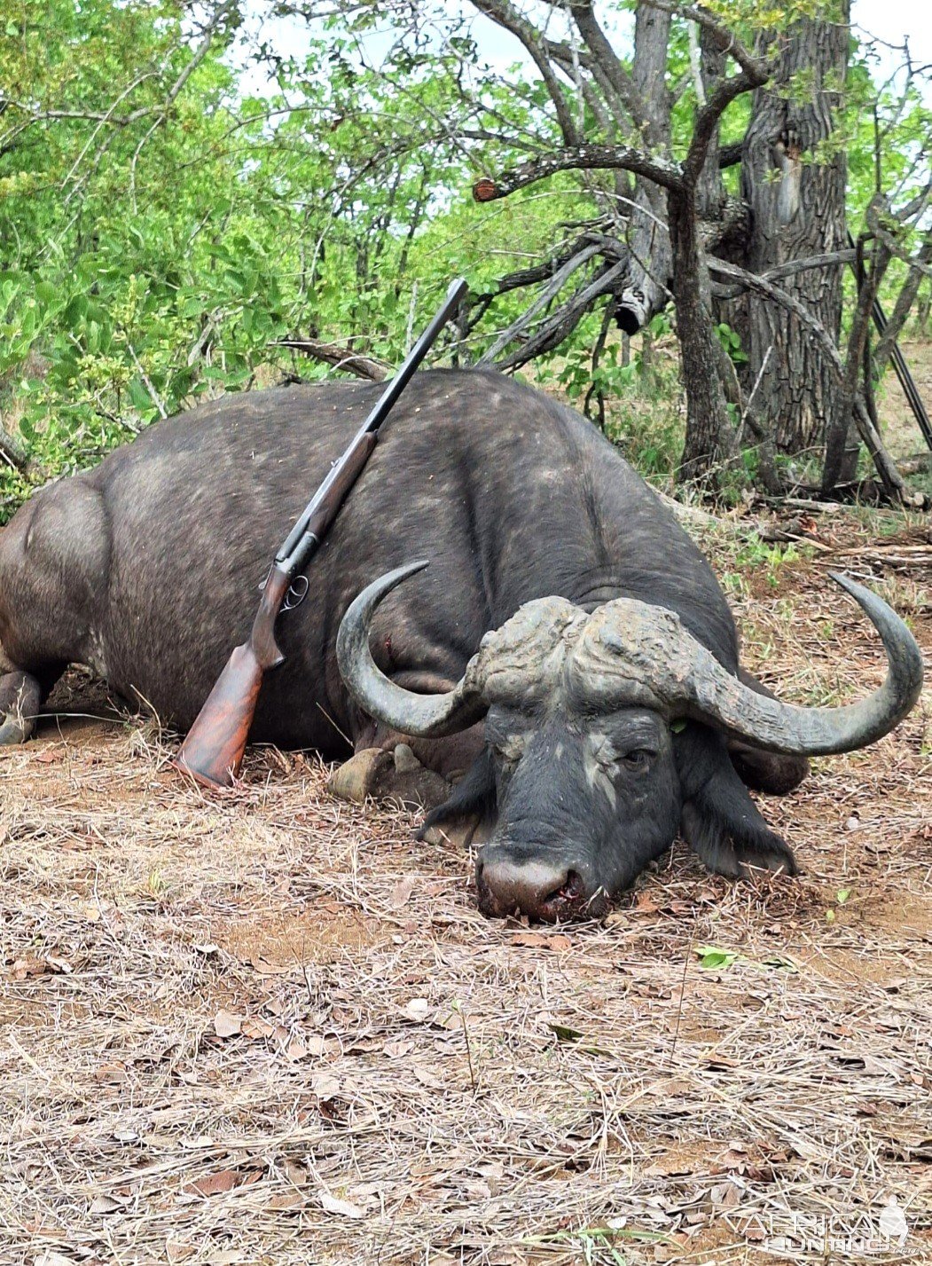 Cape Buffalo Hunting