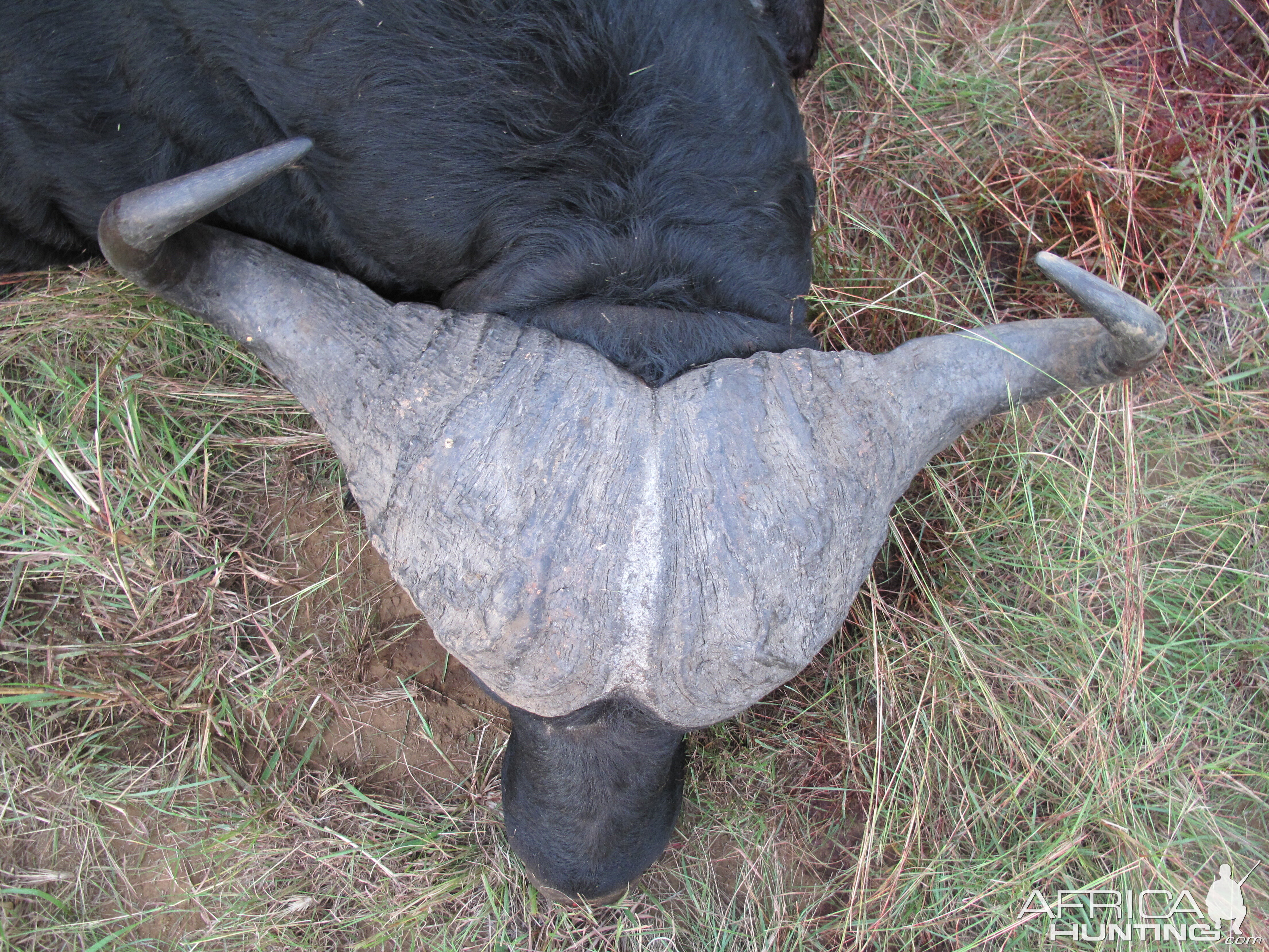 Cape Buffalo Hunting