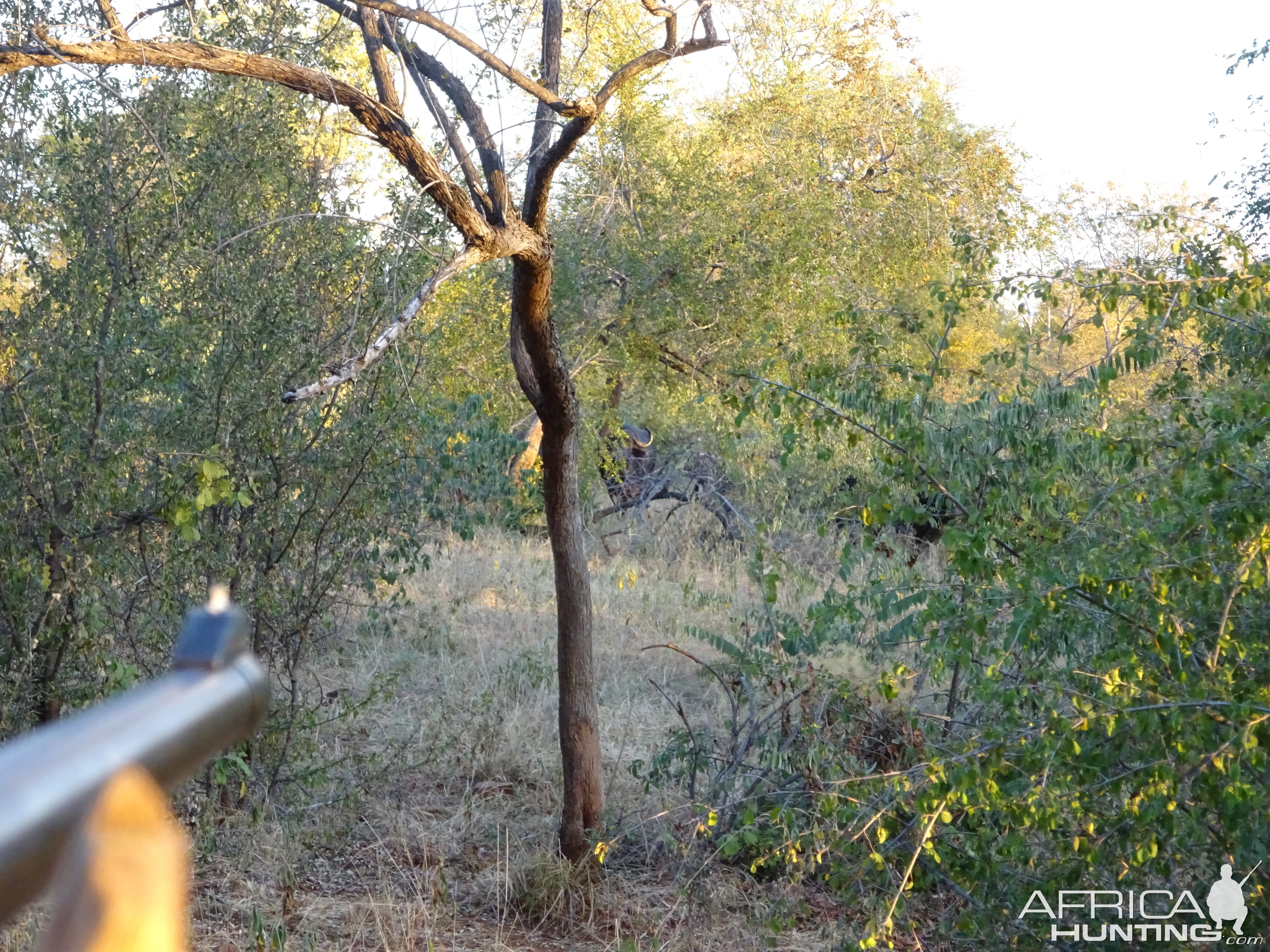 Cape Buffalo Hunting