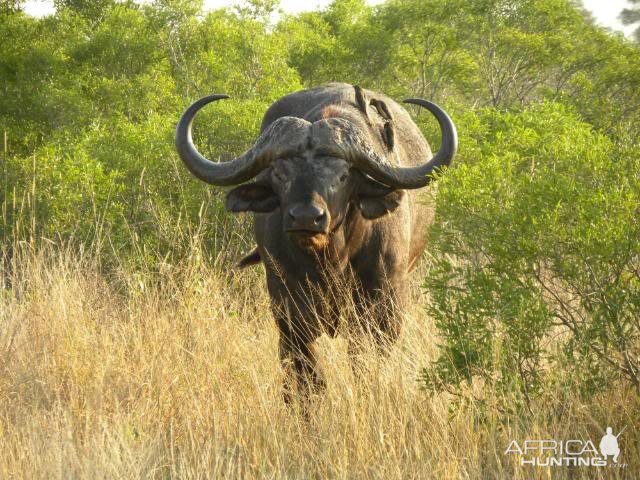 Cape Buffalo in South Africa