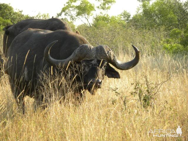 Cape Buffalo in South Africa