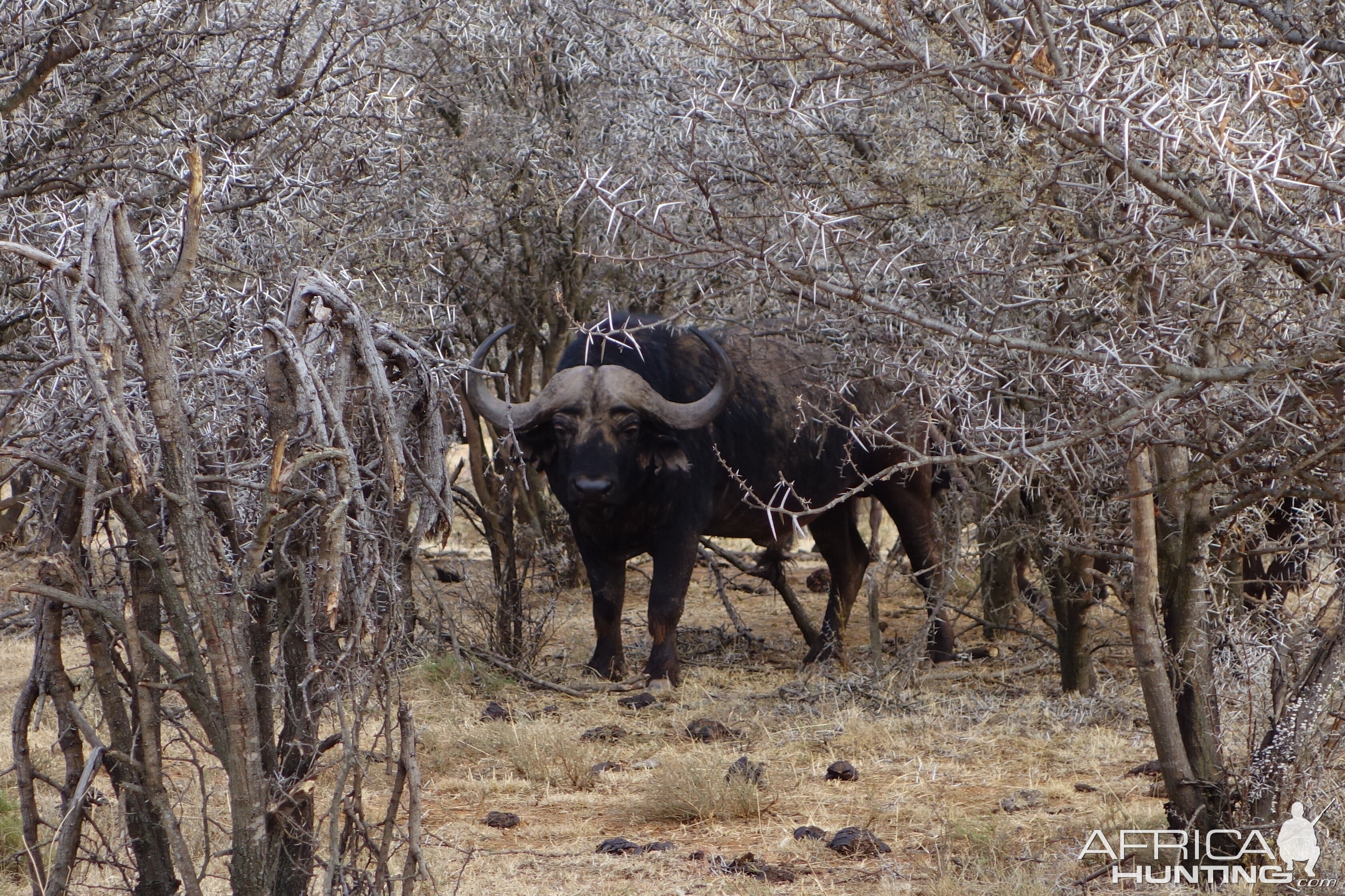 Cape Buffalo in South Africa