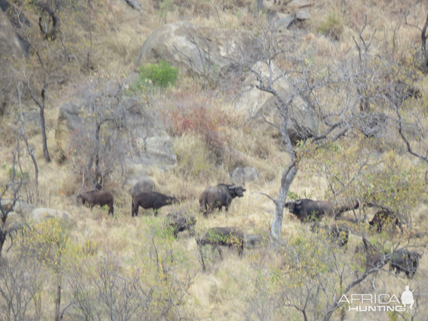 Cape Buffalo in South Africa