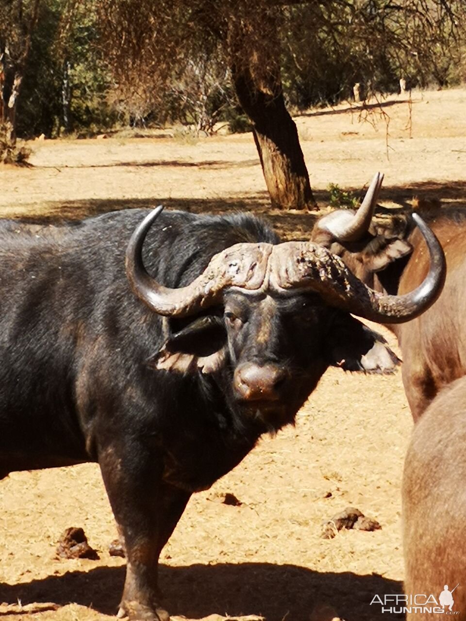 Cape Buffalo in South Africa