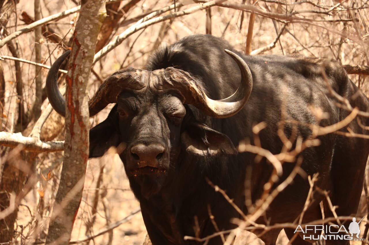 Cape Buffalo in South Africa