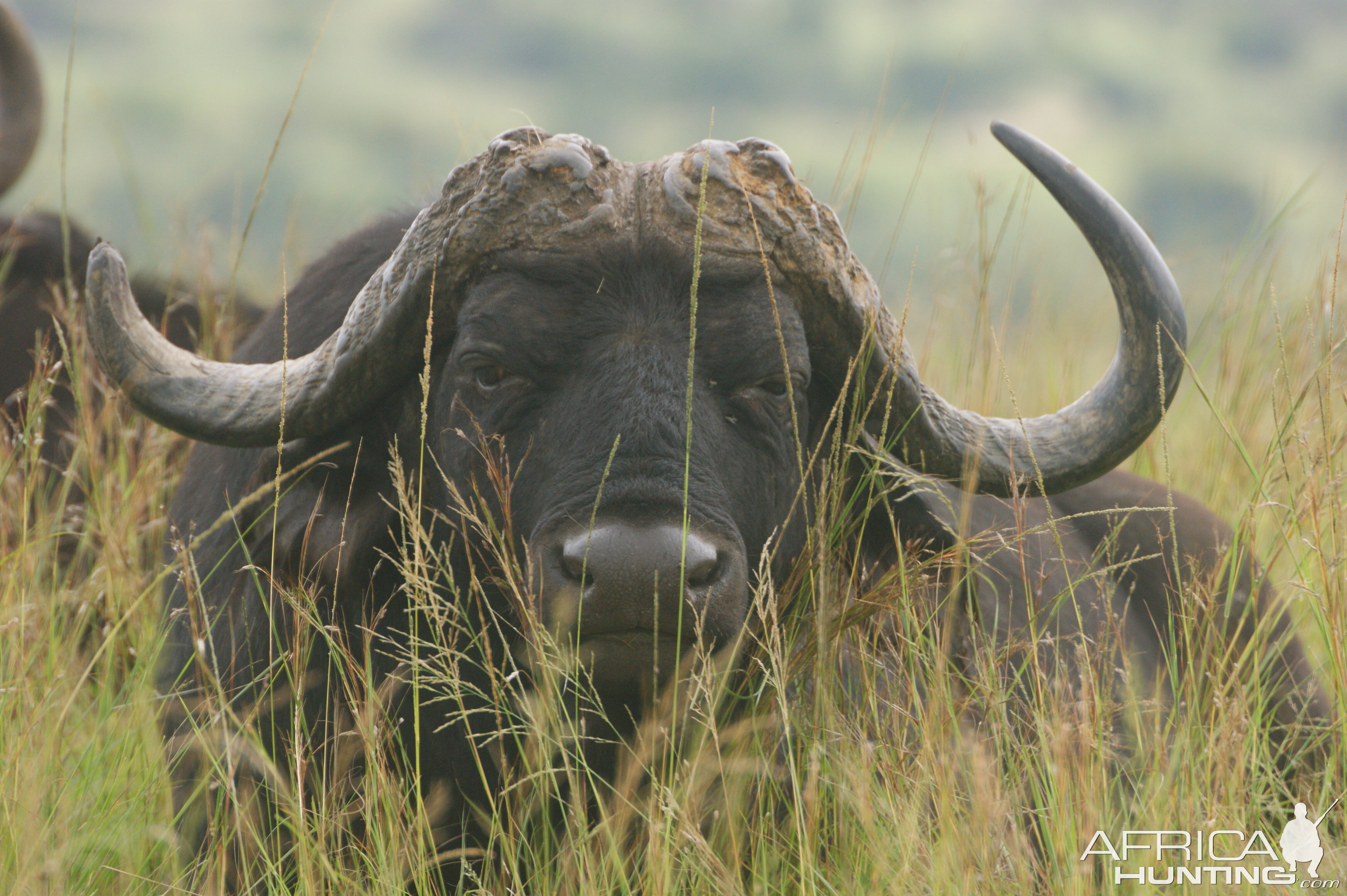 Cape Buffalo in South Africa