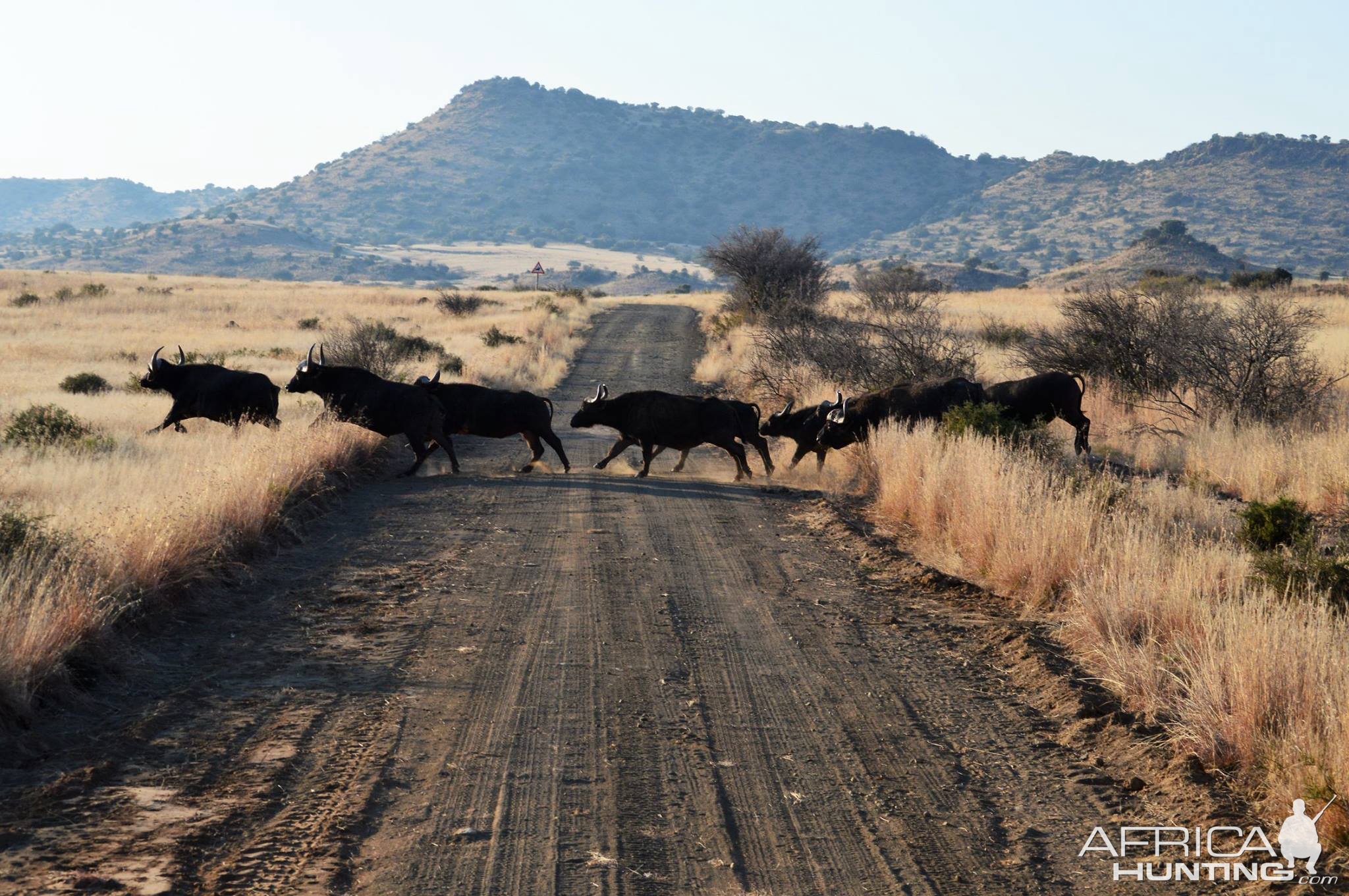 Cape Buffalo in South Africa