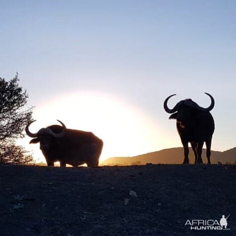 Cape Buffalo in South Africa