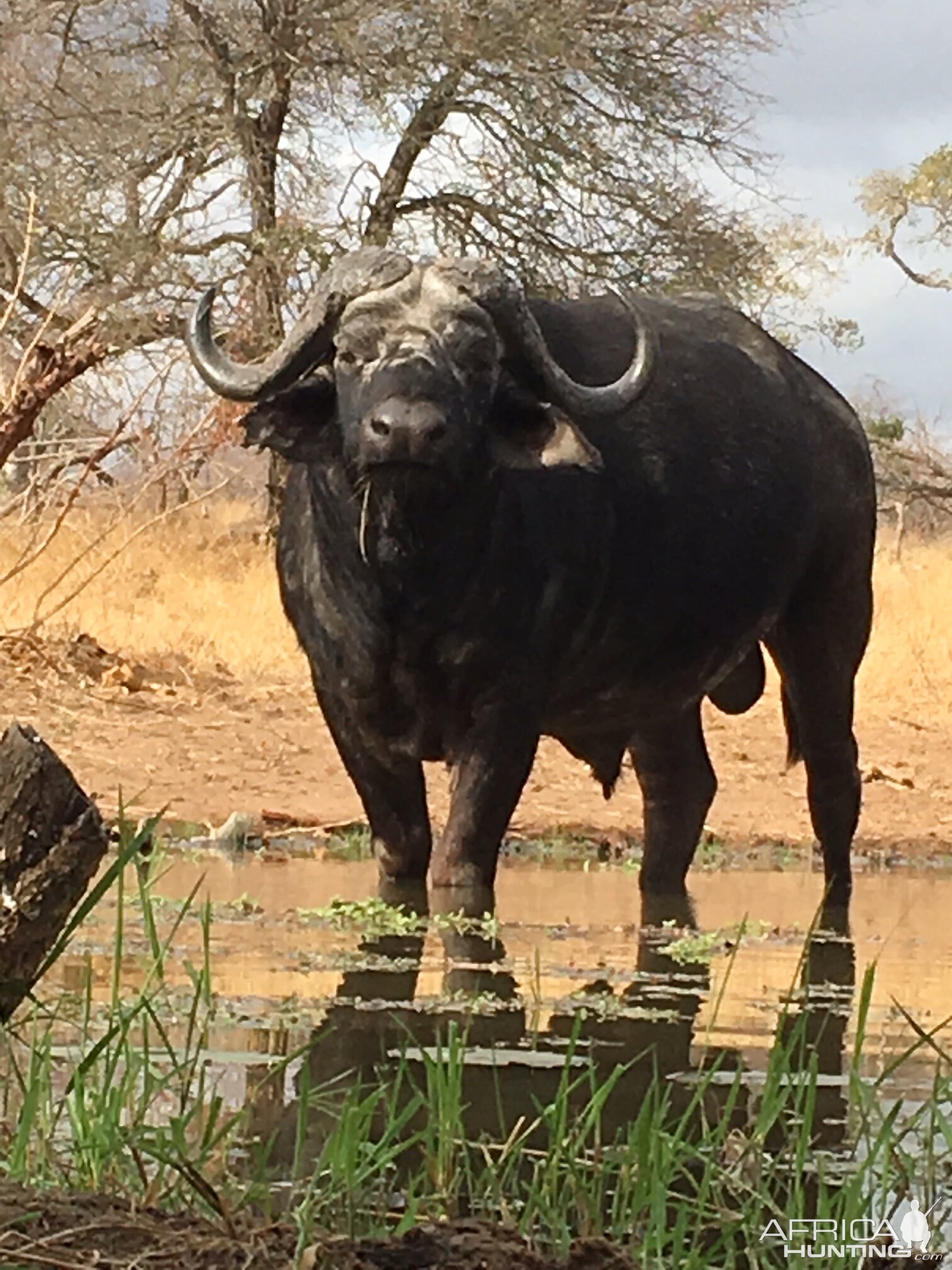 Cape Buffalo in South Africa