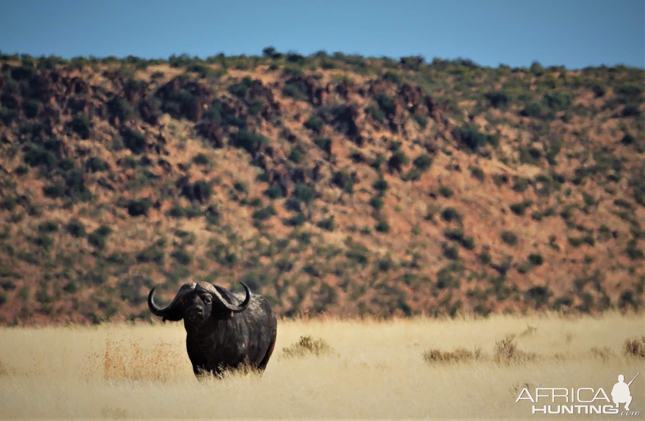 Cape Buffalo in South Africa