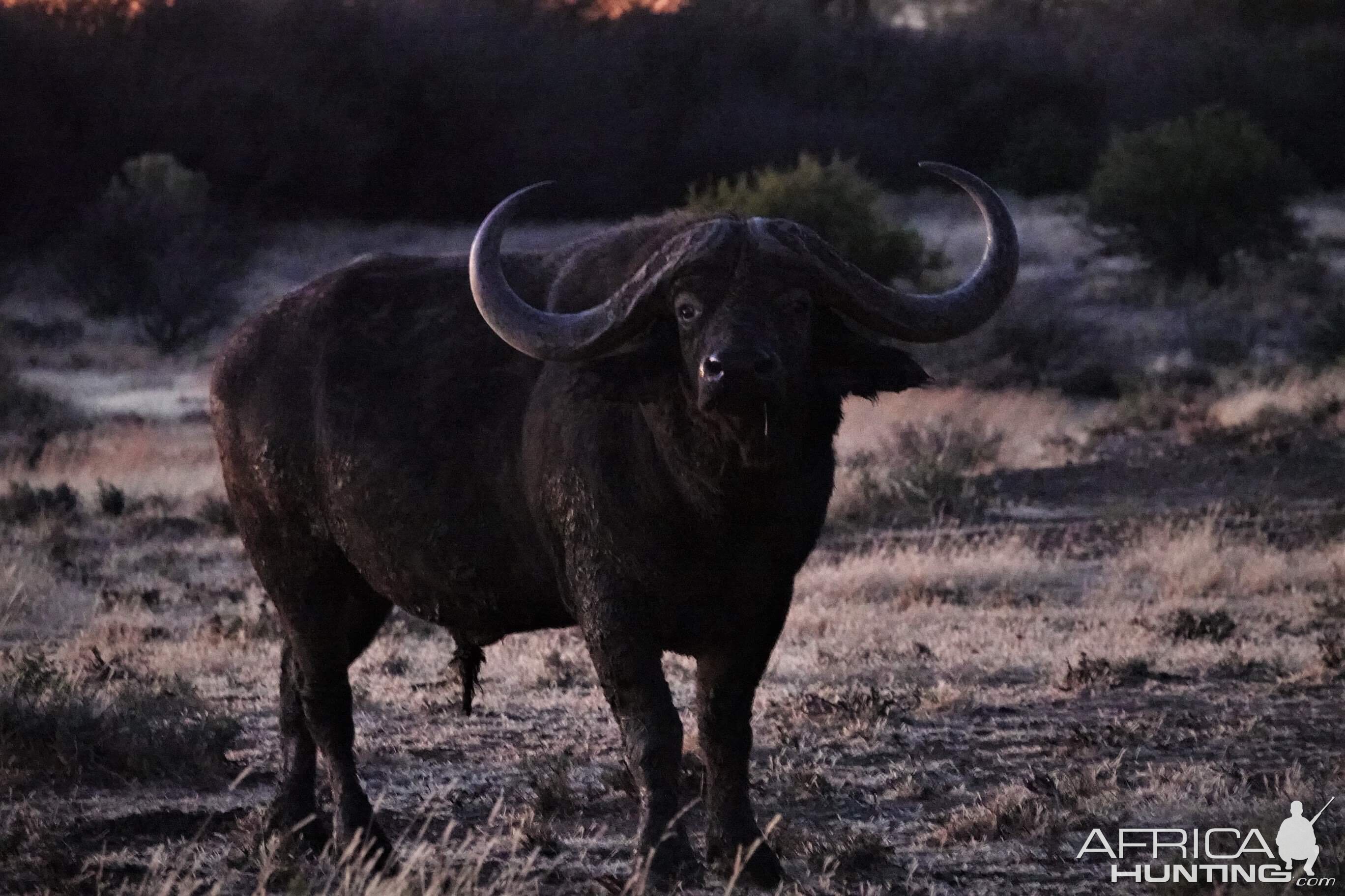 Cape Buffalo in South Africa