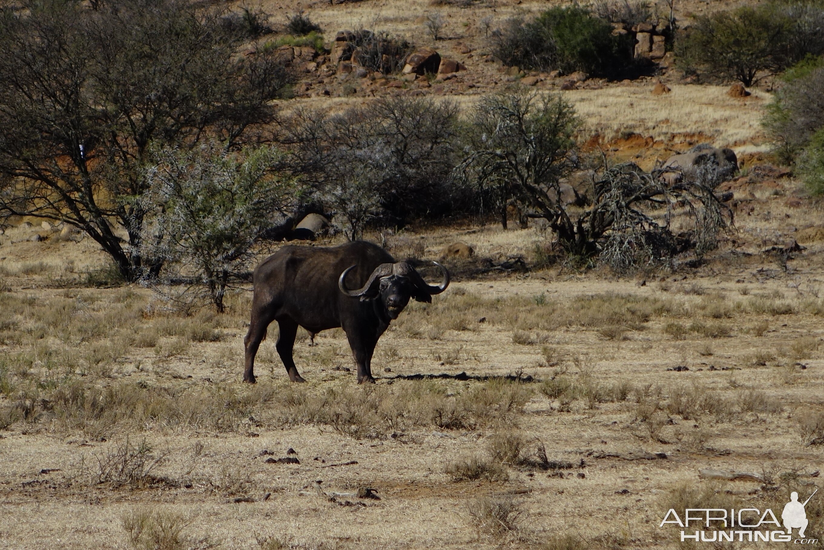 Cape Buffalo in South Africa