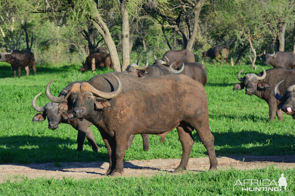 Cape Buffalo in South Africa