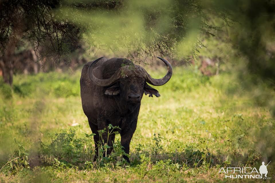 Cape Buffalo in South Africa