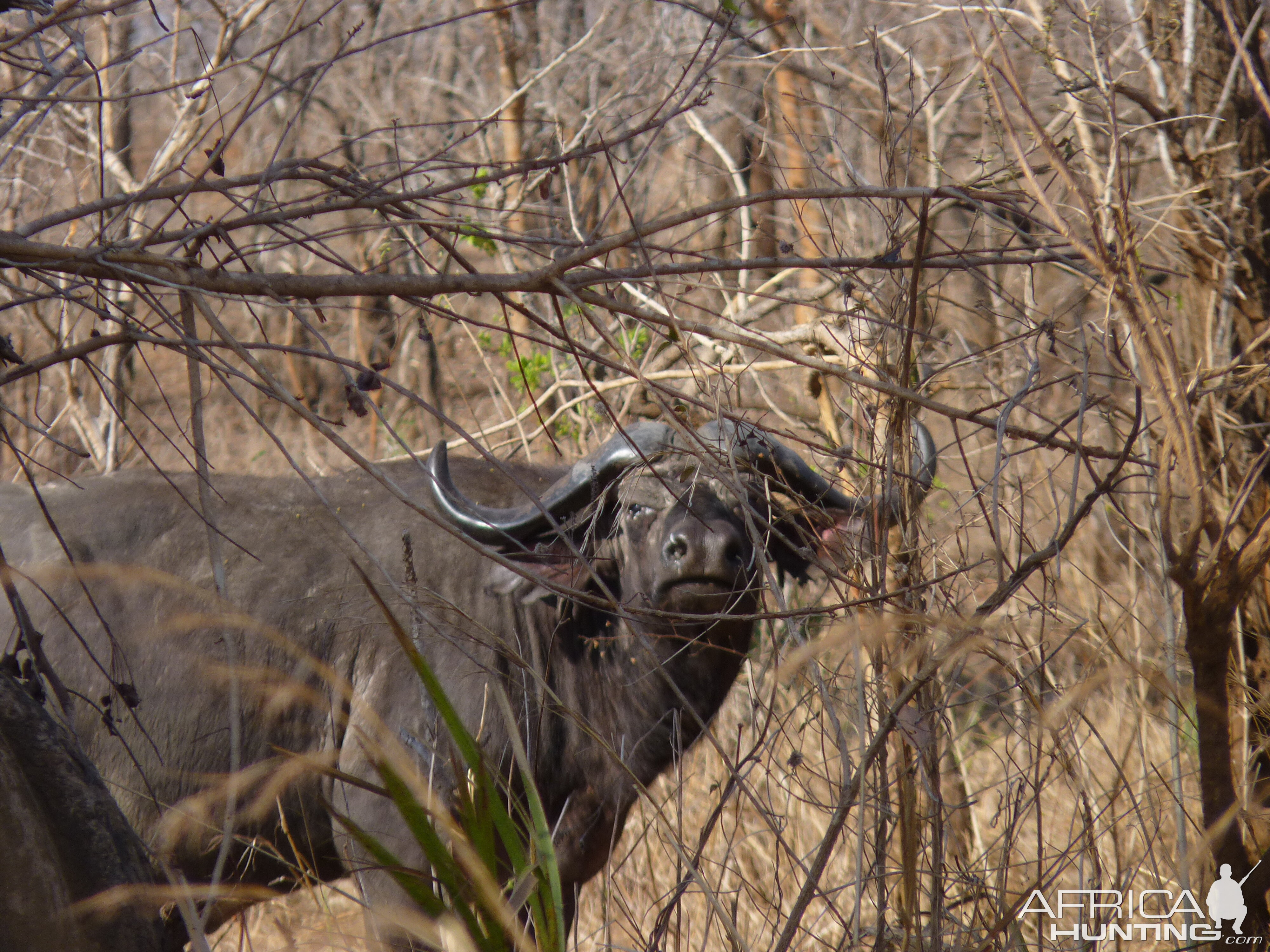 Cape Buffalo in Tanzania