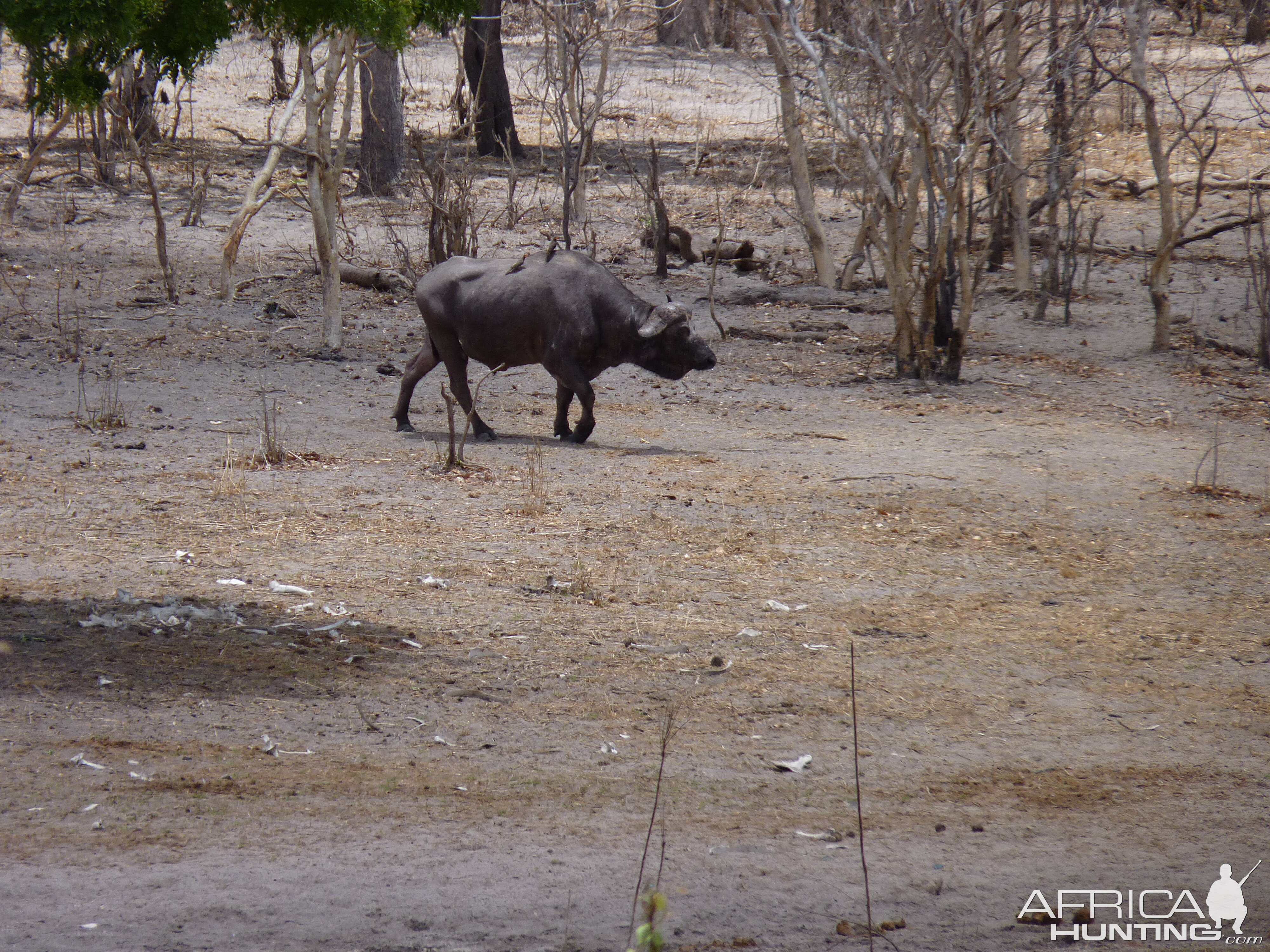 Cape Buffalo in Tanzania