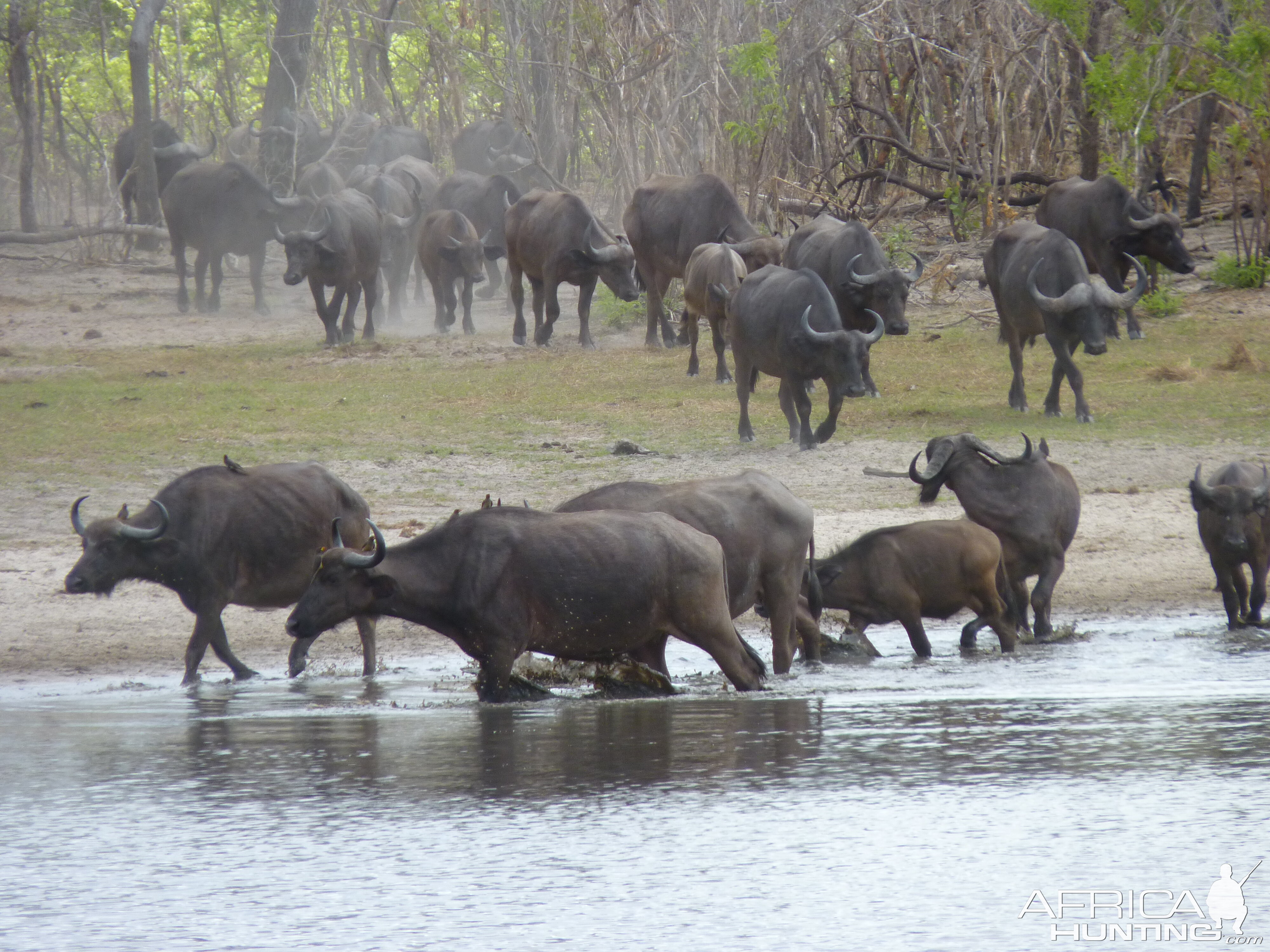 Cape Buffalo in Tanzania